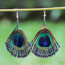 'Blue Peacock